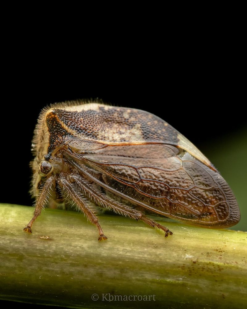 Treehopper's Wacky Helmets