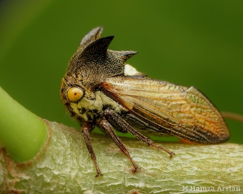 Treehoppers