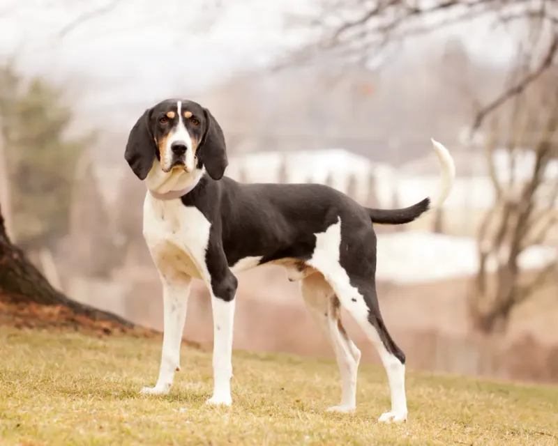 Treeing Walker Coonhound