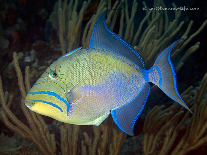 Triggerfish