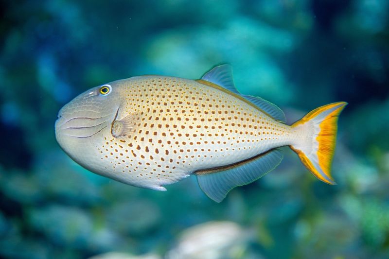 Triggerfish