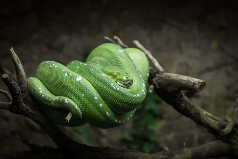 Tropical Tree Pythons