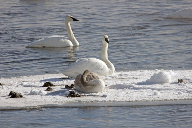 Trumpeter Swan