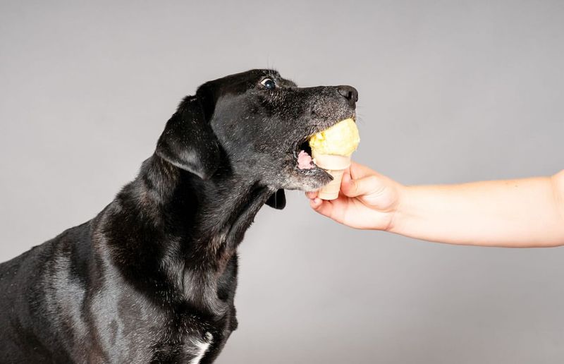 Try Hand-Feeding