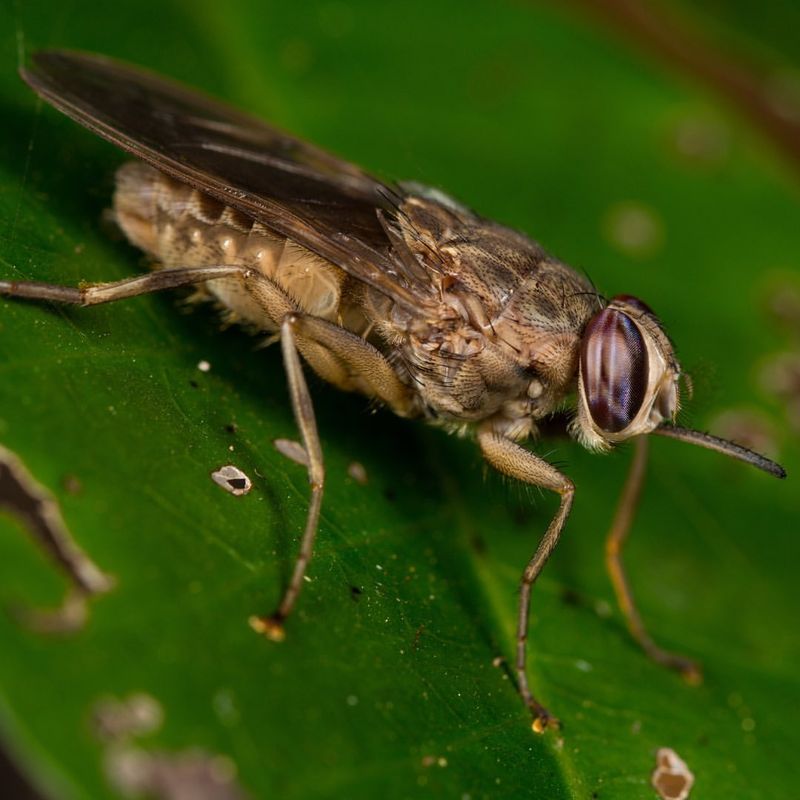 Tsetse Fly