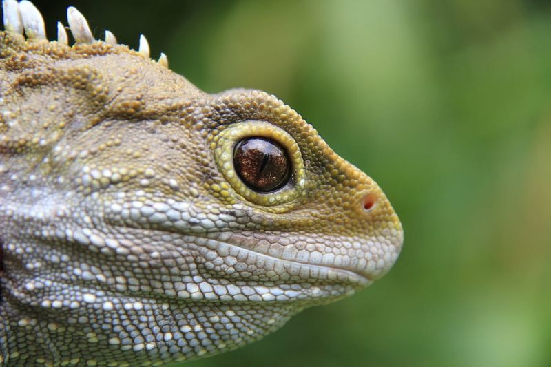 Tuatara