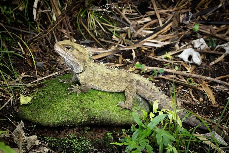 Tuatara