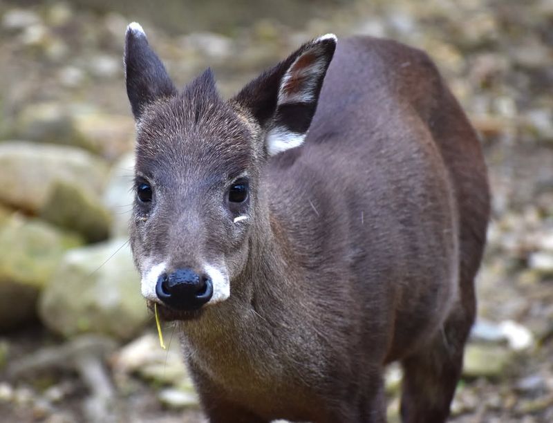 Tufted Deer