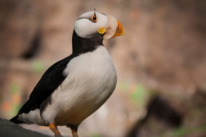 Tufted Puffin