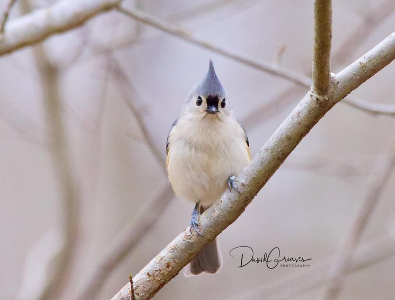 Tufted Titmouse