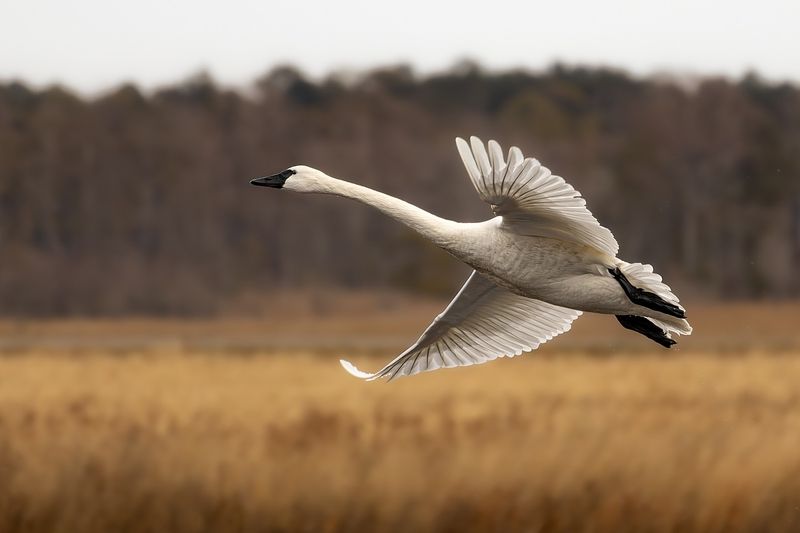 Tundra Swan