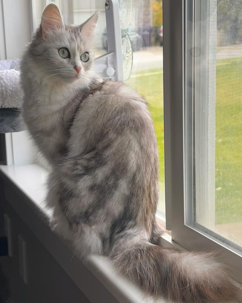 Turkish Angora