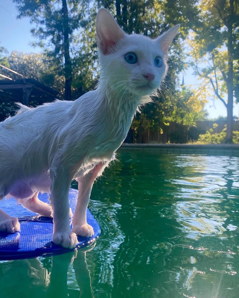 Turkish Angora