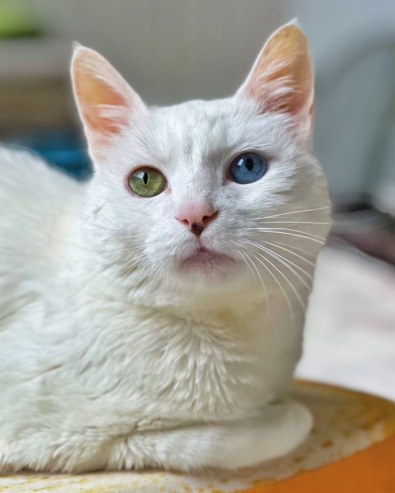 Turkish Van