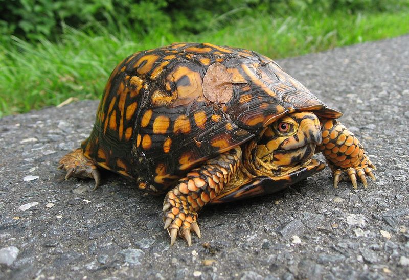 Turtle