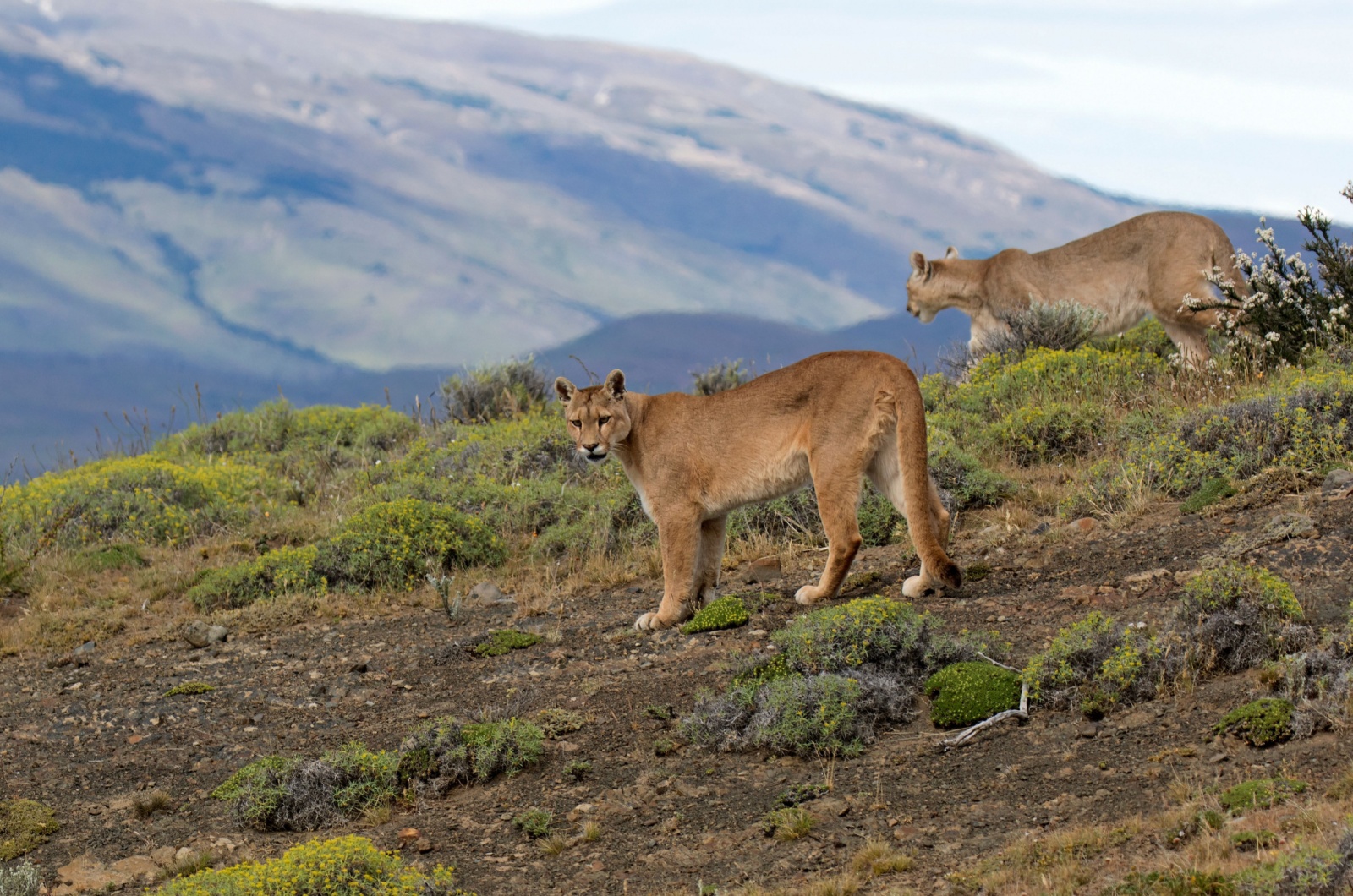 Two Cougars