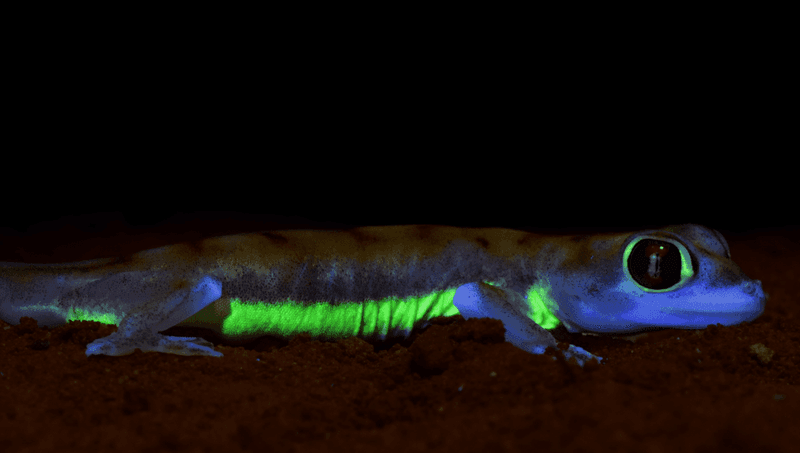 UV-Responsive Gecko