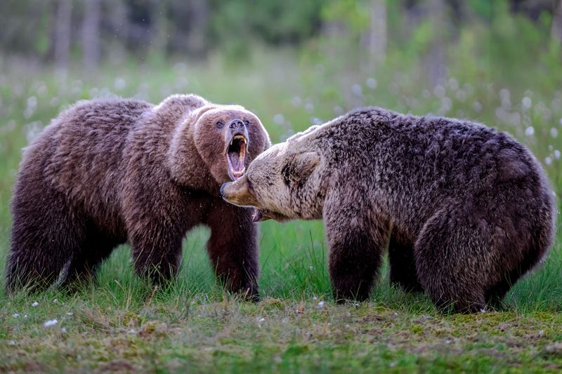 Understanding Bear Behavior