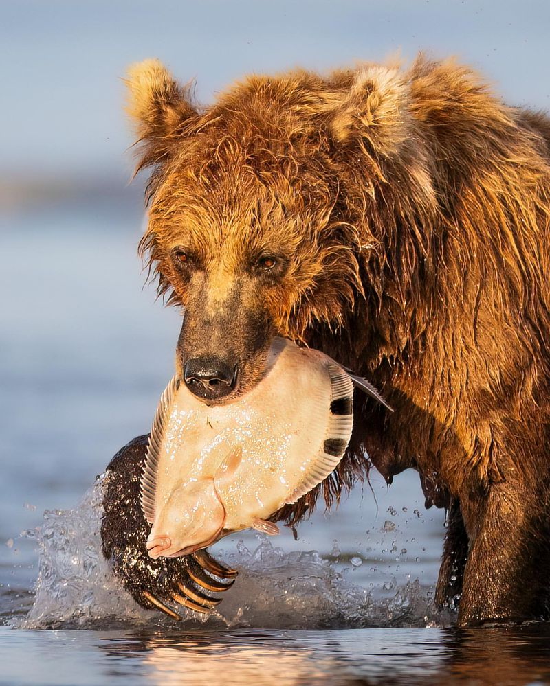 Understanding Bear Diets