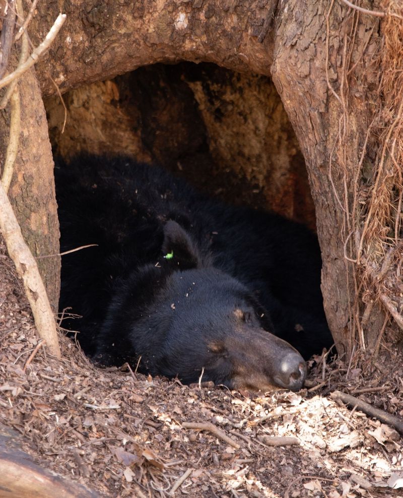 Understanding Bear Hibernation