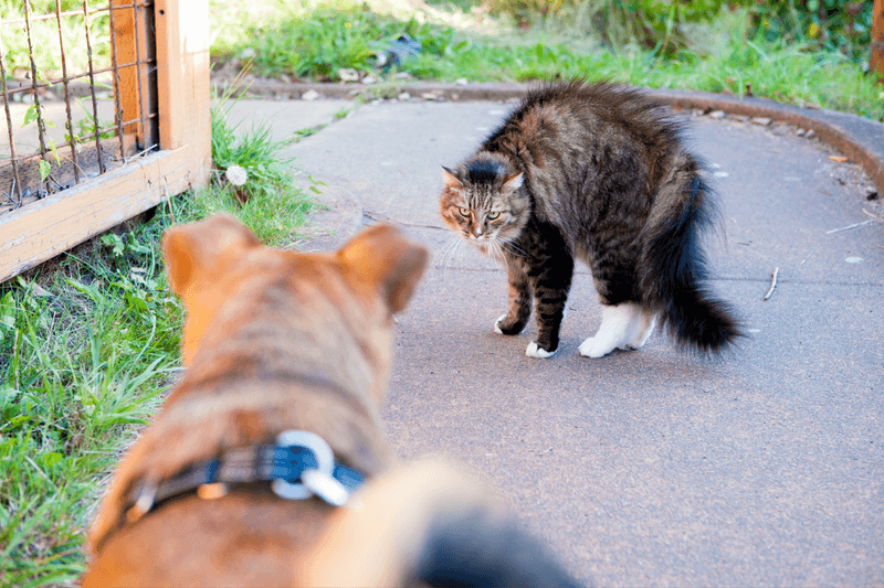 Understanding Body Language