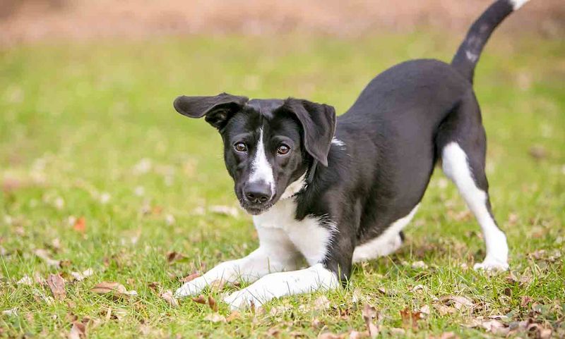 Understanding Canine Body Language