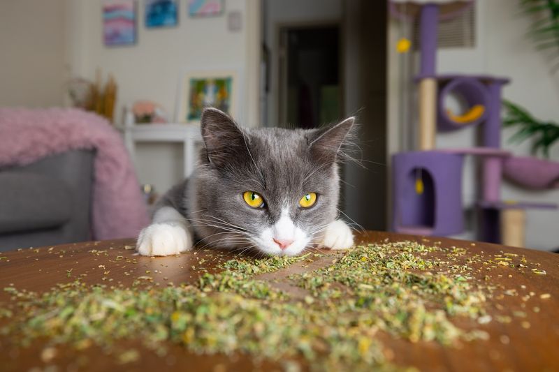 Understanding Catnip