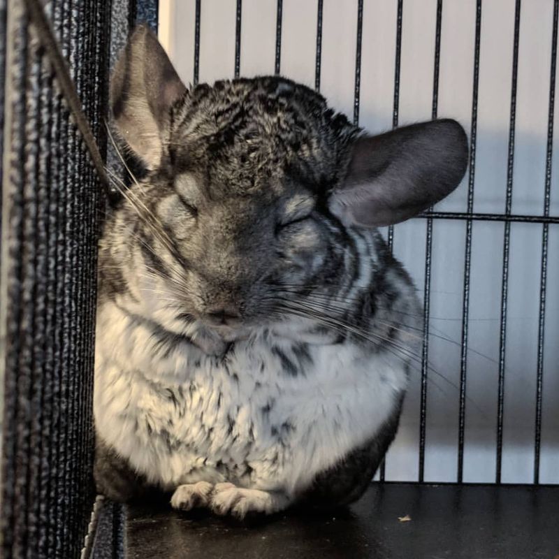 Understanding Chinchilla Behavior