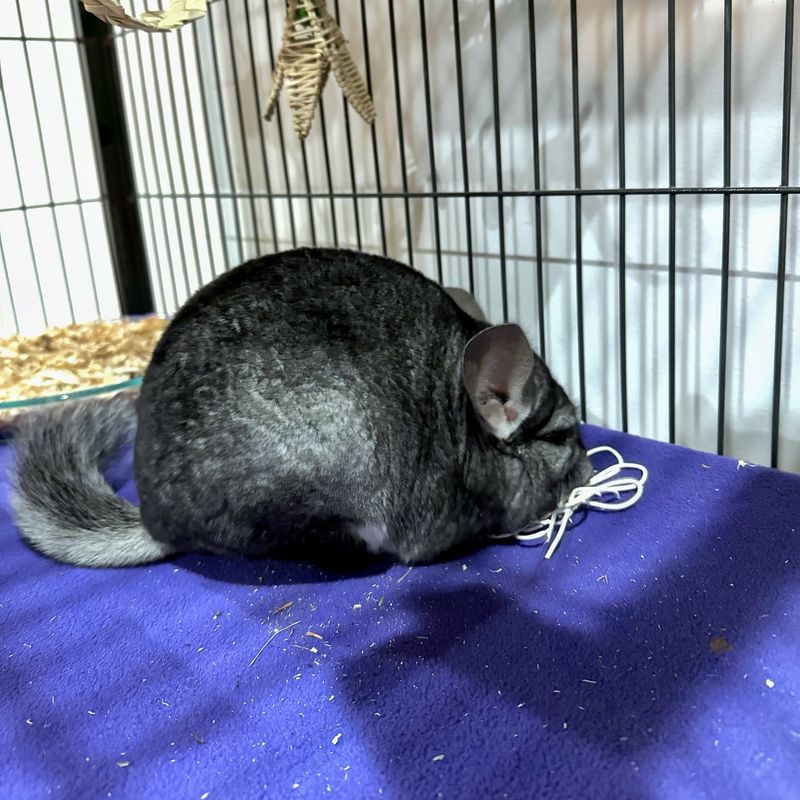 Understanding Chinchilla Communication