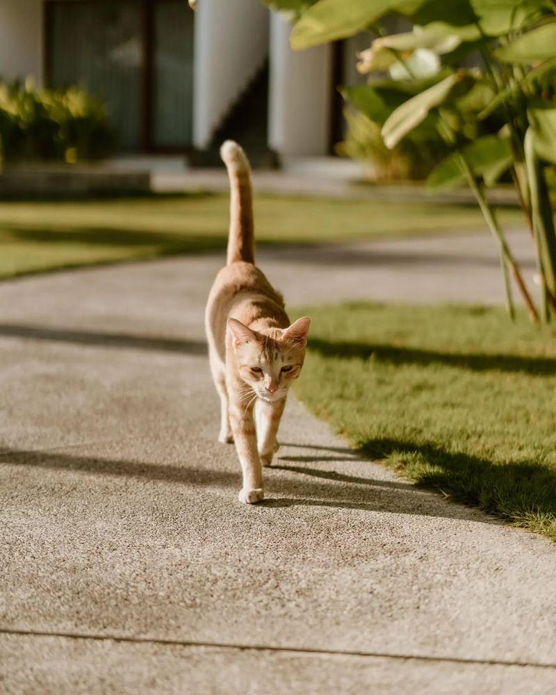 Understanding Feline Body Language