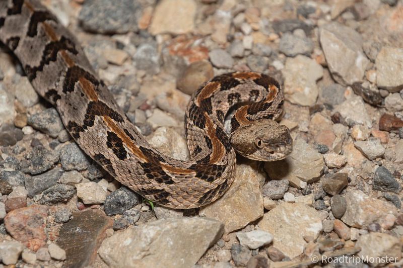 Understanding Snake Behavior