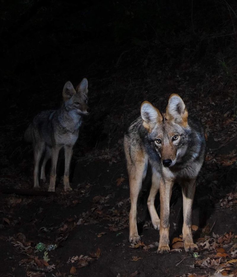 Unexpected Nocturnal Visitors