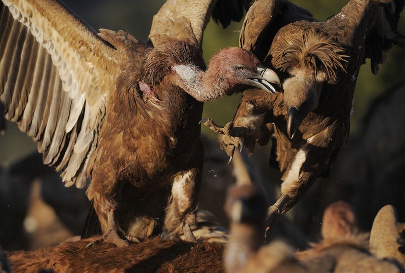 Unique Feeding Habits