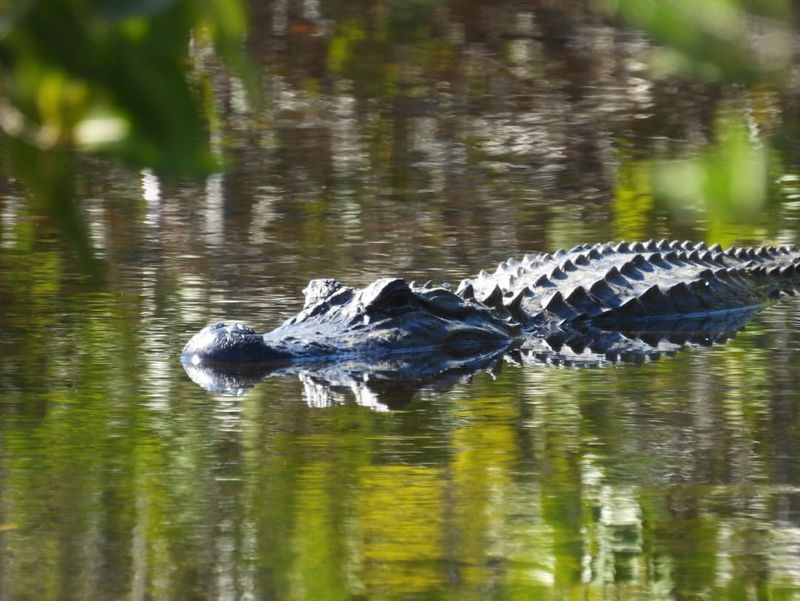 Unique Habitat