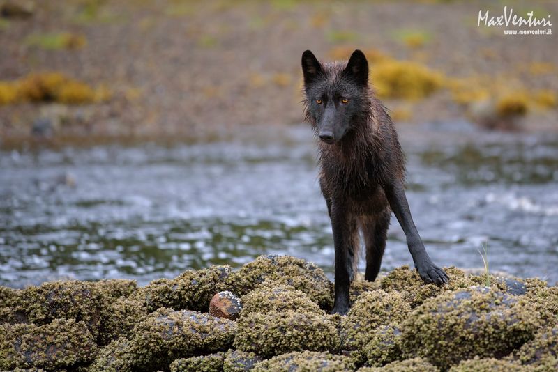 Unique Howling Patterns