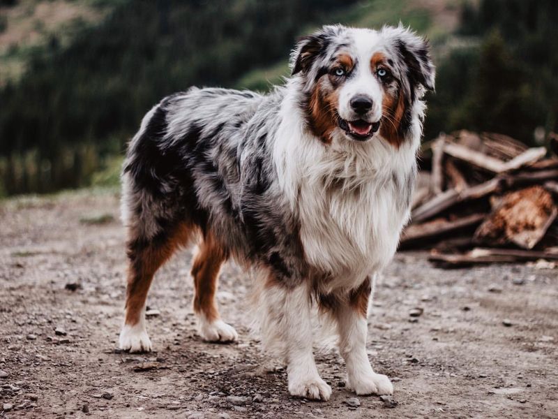 Unique Merle Coats