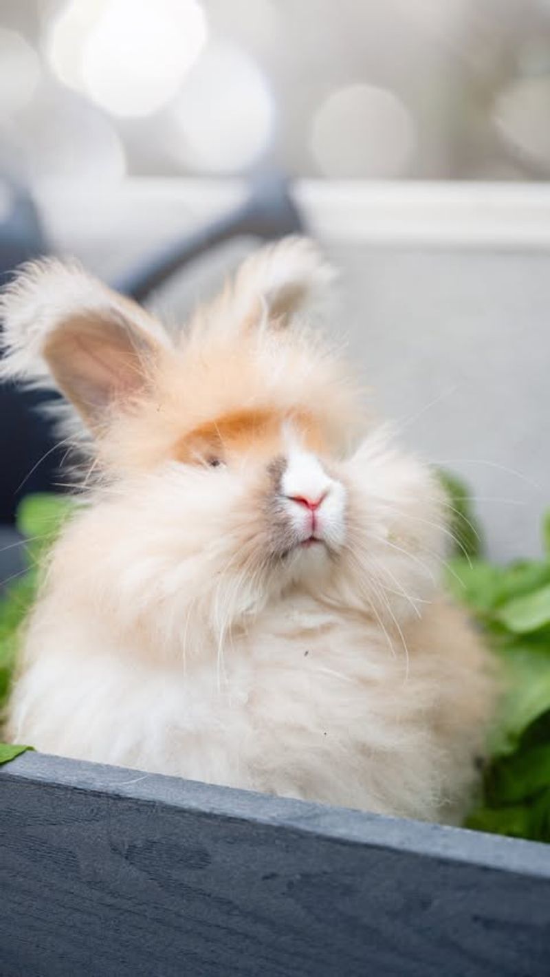 Unique Rabbit Breeds