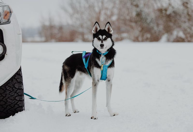 Unique Sled Dog Heritage