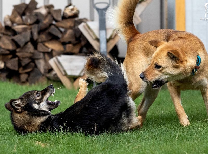 Unpredictable Aggression Toward Other Animals