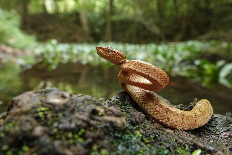 Urban Jungle Vipers