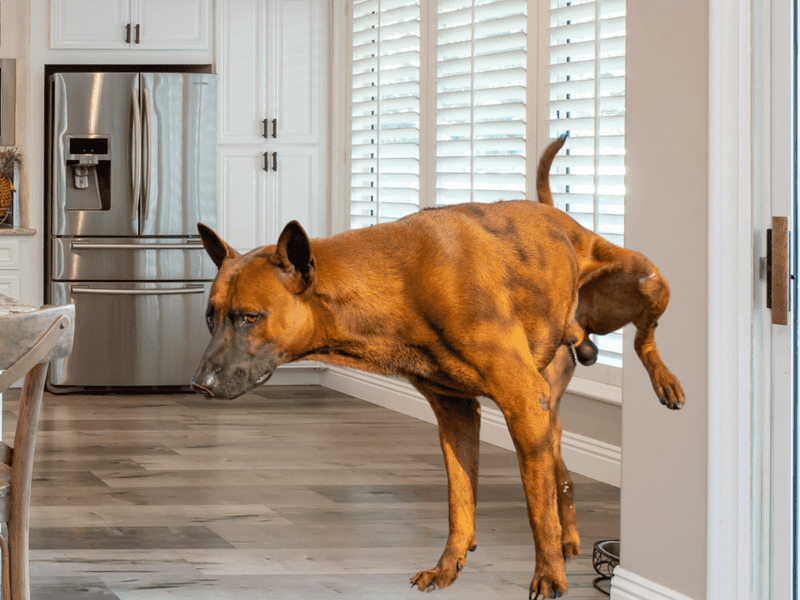 Urinating Indoors