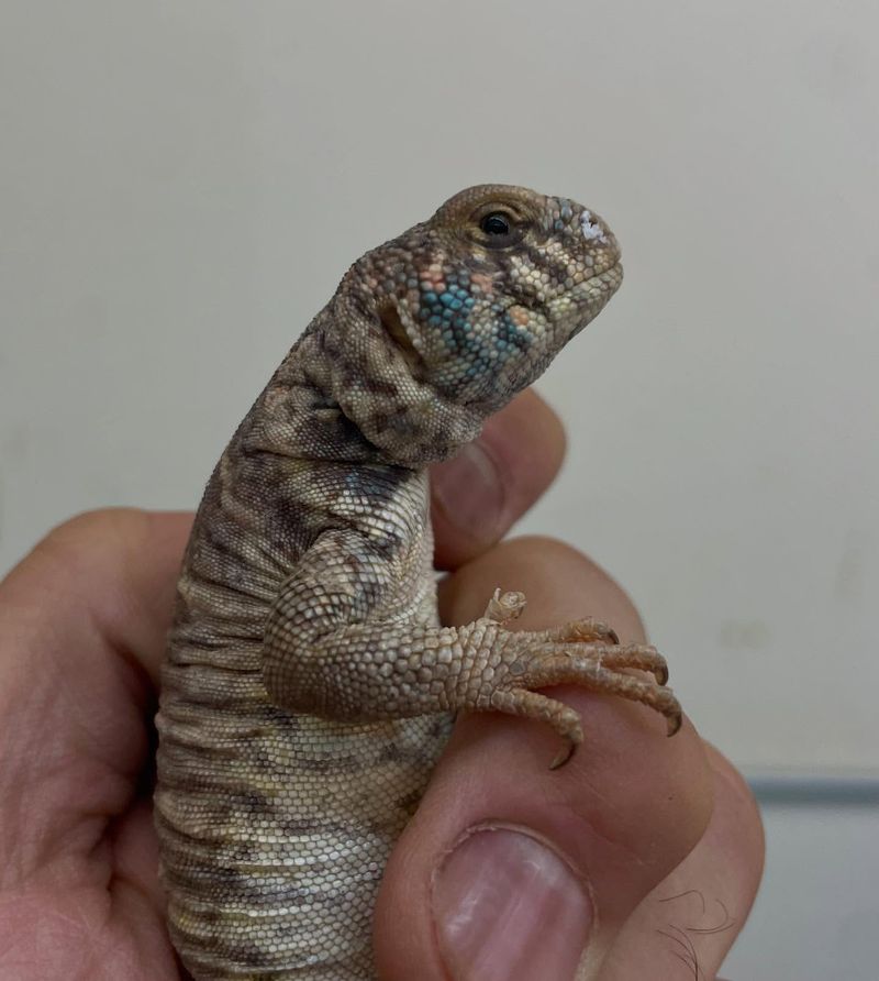 Uromastyx