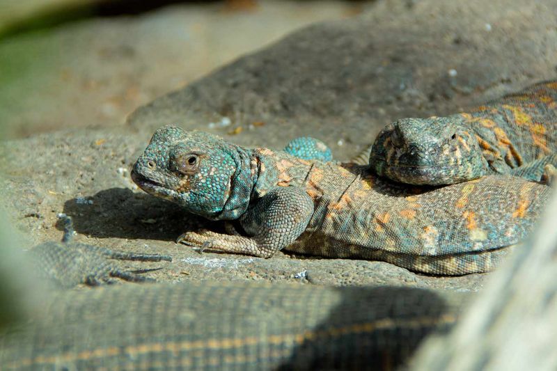 Uromastyx