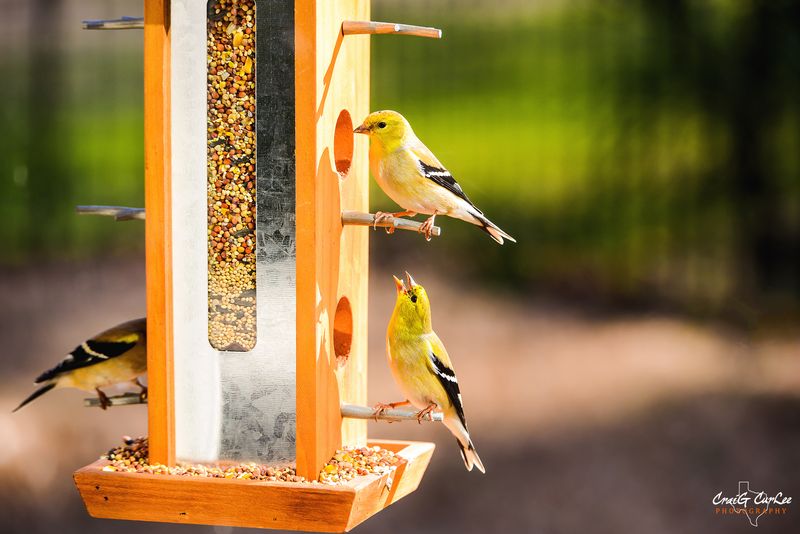 Use Brightly Colored Feeders