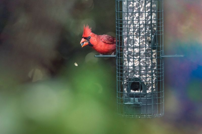 Use Cardinal-Friendly Landscaping