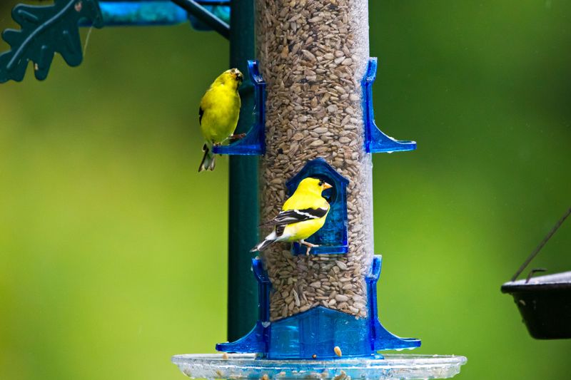 Use Finch Feeders