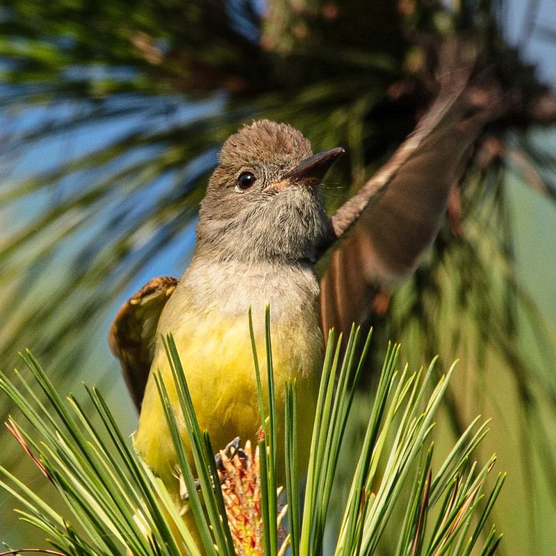 Use Natural Mulch to Attract Insects