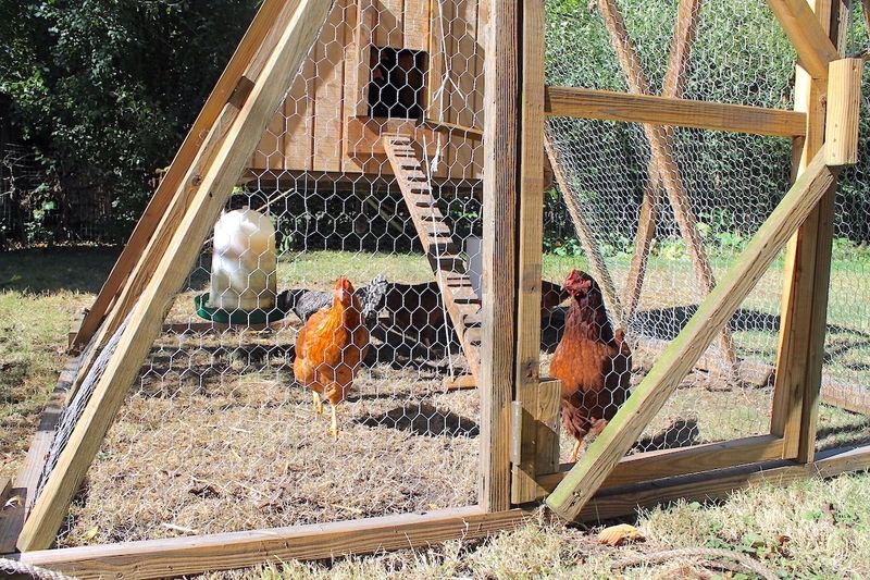 Use Secure Chicken Coops