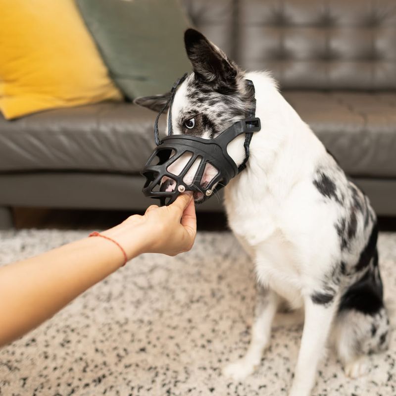 Use Tools like Muzzles and Leashes