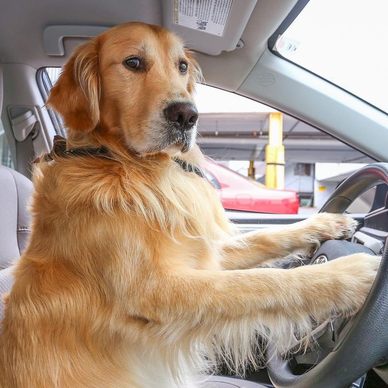 Use a Dog-Friendly Car Restraint System